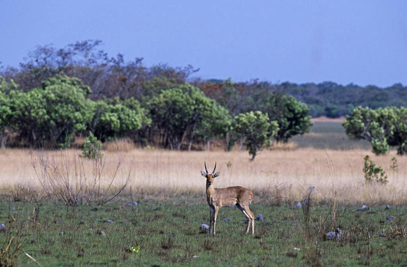 无人,横图,室外,哺乳动物,野生动物,非洲,赞比亚,羚羊,自然,动物,平原,摄影,国家公园,野生动物保护区,自然保护区,小苇羚,彩图