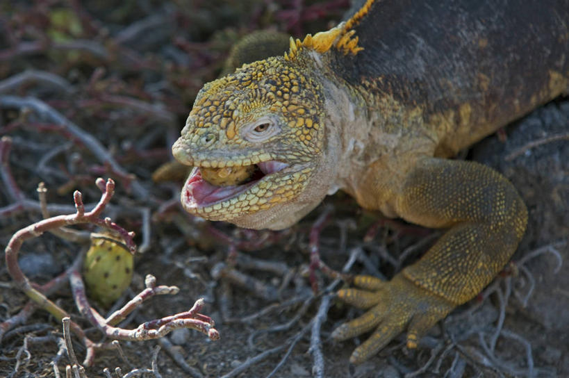 无人,横图,野生动物,蜥蜴,厄瓜多尔,鬣蜥,自然,动物,南美,摄影,巨大,庞大,观看,拉丁美洲,石龙子,泉龙,猪婆蛇,四脚蛇,蜴,加拉帕戈斯群岛,宏大,硕大,伟大,陆鬣蜥,史前时代,北西摩岛,美国人,彩图,旅行