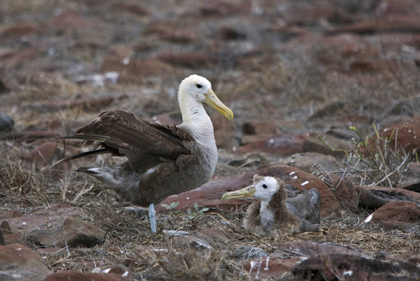 无人,横图,海鸟,野生动物,信天翁,厄瓜多尔,鸟类,小鸟,挥手,自然,动物,南美,摄影,巨大,庞大,观看,拉丁美洲,加拉帕戈斯群岛,宏大,硕大,伟大,美国人,彩图,旅行