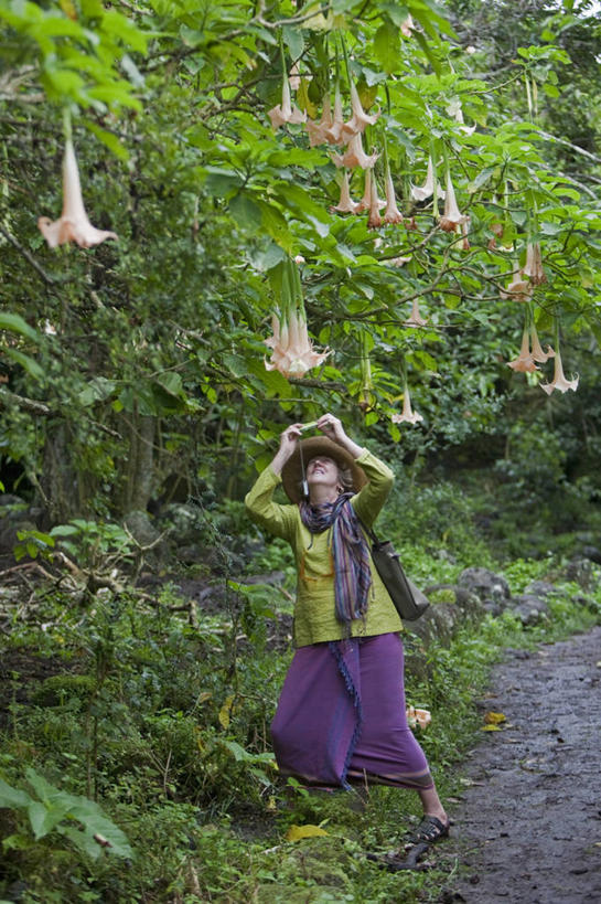 成年人,一个人,竖图,室外,旅游,森林,野生动物,厄瓜多尔,仅一个女性,行人,游客,游人,云,路人,旅客,花,树,拍照,自然,南美,摄影,拉丁美洲,拜访,加拉帕戈斯群岛,过客,月光花,女人,美国人,彩图,旅行