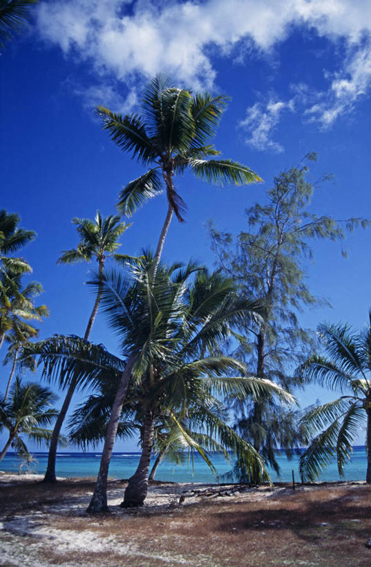 无人,横图,室外,海洋,水,塞舌尔,透明,珊瑚,岛,地标建筑,摄影,印度洋,珊瑚岛,潟湖,天堂镇,阿尔达布拉岛,海滩,群岛,彩图