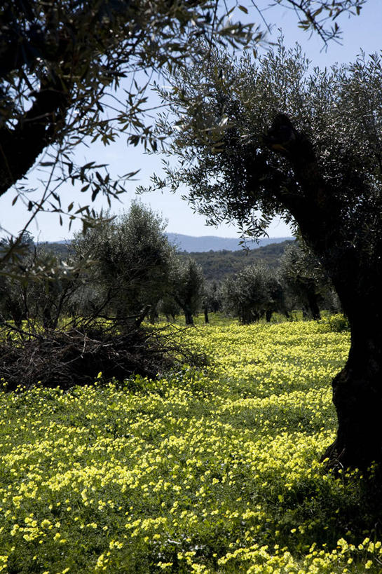 横图,道路,路,公路,汽车,水果,葡萄牙,欧洲,交通,桔树,春天,橙色,摄影,停止,暂停,停滞,阿连特茹,马路,彩图