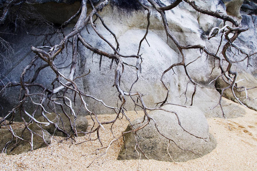 无人,横图,室外,新西兰,沙子,海岸线,根部,枝,树,摄影,国家公园,岩层,澳大拉西亚,新西兰南岛,地质学,尼尔森,海滩,岩石,彩图