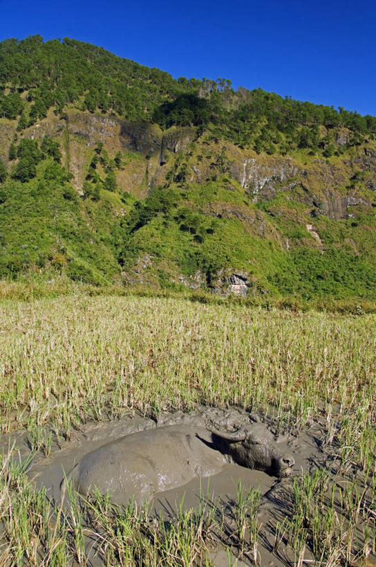 无人,农场,竖图,室外,农业,美景,山,菲律宾,亚洲,稻田,地形,景观,田地,自然,动物,家畜,景色,摄影,东南亚,宁静,泥,酷,自然风光,吕宋岛,野牛,水牛,彩图