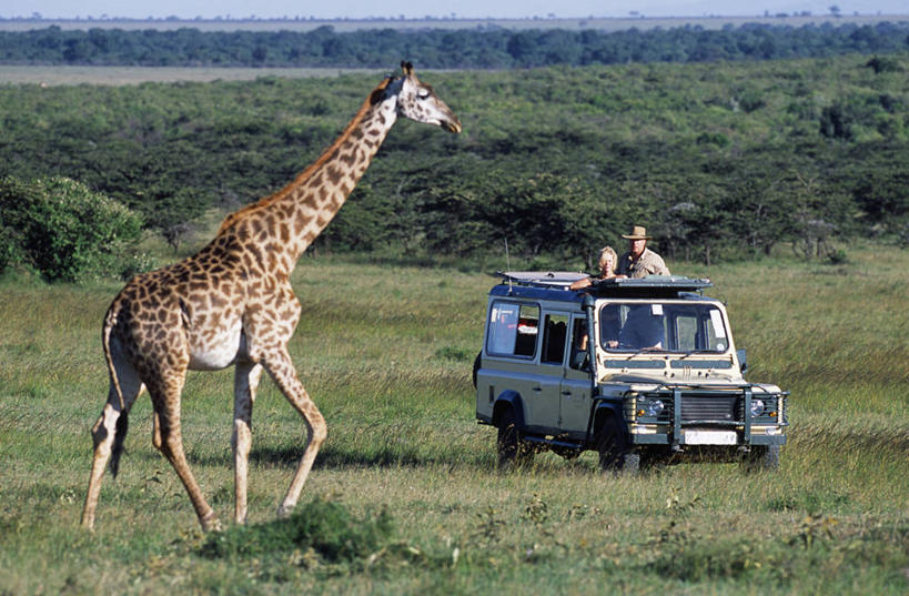 家庭,横图,旅游,度假,哺乳动物,长颈鹿,野生动物,非洲,肯尼亚,行人,游客,游人,食品,路人,旅客,草,自然,动物,平原,面对面,摄影,观看,四驱车,瞪羚,过客,野味,颈,步行,彩图,马赛马拉国家保护区,马赛人