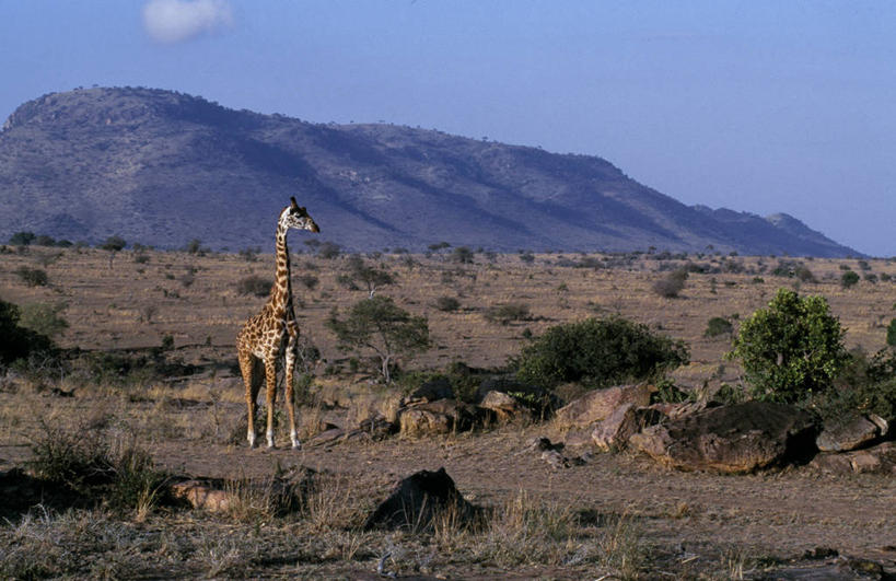 无人,横图,室外,哺乳动物,长颈鹿,野生动物,非洲,肯尼亚,地形,自然,动物,摄影,考古学,马赛长颈鹿,颈,彩图,马赛马拉国家保护区,马赛人