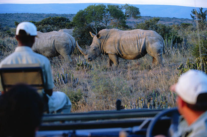两个人,导游,横图,度假,运动,野生动物,南非,刺激,动物,摄影,观看,白犀牛,东开普省,犀牛,彩图,护林员