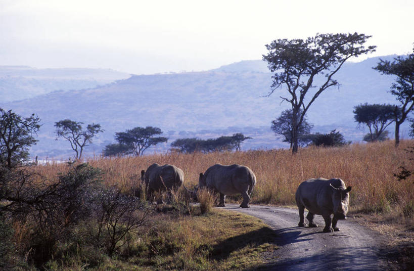 无人,横图,室外,哺乳动物,野生动物,非洲,南非,地形,自然,动物,平原,摄影,保护,考古学,阿非利加洲,野生动物保护区,白犀牛,南非共和国,自然保护区,夸祖鲁.纳塔尔省,犀牛,彩图