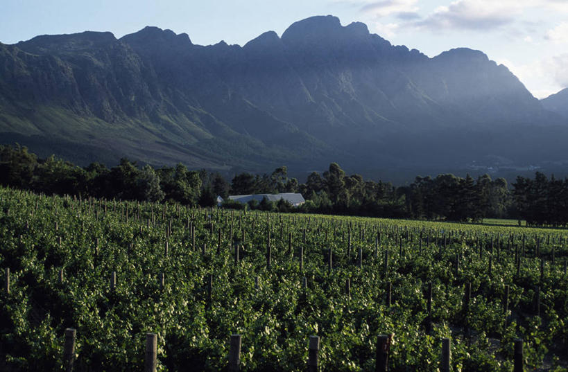 无人,农场,横图,室外,农业,农作物,山,山脉,葡萄,南非,田地,葡萄园,风景,黄昏,藤蔓,打开,摄影,宁静,山脊,开启,藤蔓植物,西开普省,开普省,彩图