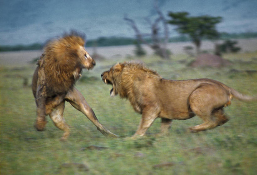 无人,横图,骄傲,哺乳动物,野生动物,狮子,非洲,肯尼亚,一排,对抗,生气,整齐,冲突,捕食,排列,动物,摄影,队列,打斗,猫科动物,进攻,战役,彩图,马赛马拉国家保护区
