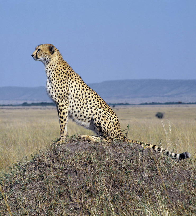 无人,竖图,室外,建筑业,哺乳动物,野生动物,非洲,肯尼亚,捕食,自然,动物,平原,看,摄影,观看,考古学,猫科动物,杀害,野生动物保护区,自然保护区,猎豹,彩图,马赛马拉国家保护区,动物行为