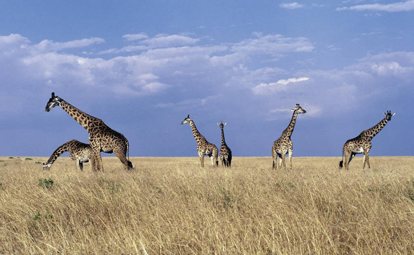无人,横图,室外,哺乳动物,长颈鹿,野生动物,疣猪,非洲,肯尼亚,自然,动物,平原,摄影,活泼,考古学,野生动物保护区,自然保护区,索马里亚长颈鹿,网纹长颈鹿,颈,彩图,马赛马拉国家保护区,动物行为