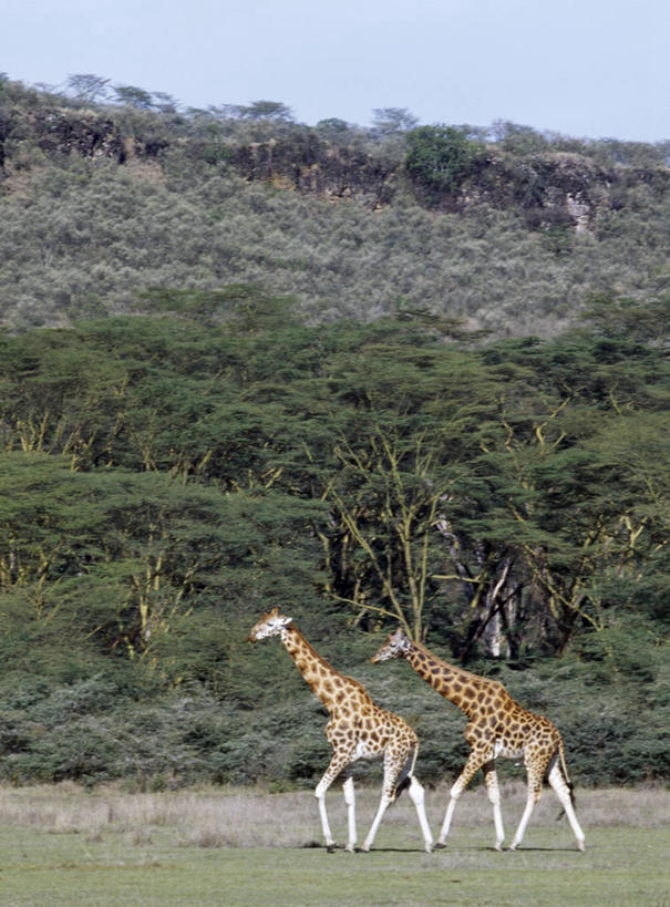 无人,竖图,室外,哺乳动物,长颈鹿,野生动物,非洲,肯尼亚,自然,动物,平原,摄影,活泼,国家公园,野生动物保护区,自然保护区,罗氏长颈鹿,乌干达长颈鹿,纳库鲁,巴林戈长颈鹿,彩图,动物行为