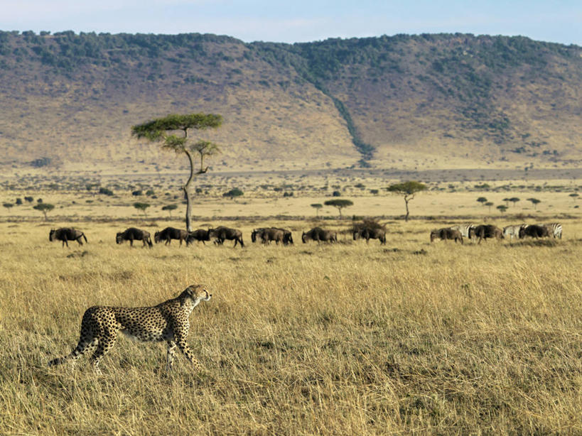 无人,横图,斑马,哺乳动物,野生动物,非洲,肯尼亚,捕食,动物,摄影,野猫,非洲大羚,猎豹,彩图,马赛马拉国家保护区