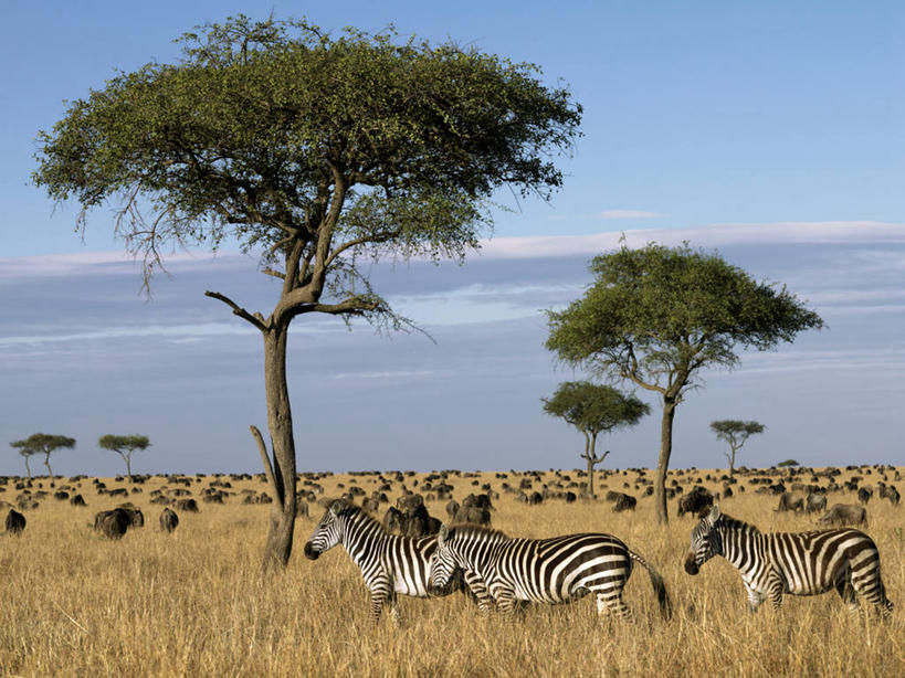 无人,横图,斑马,哺乳动物,野生动物,非洲,肯尼亚,动物,摄影,非洲大羚,野生动物保护区,彩图,马赛马拉国家保护区