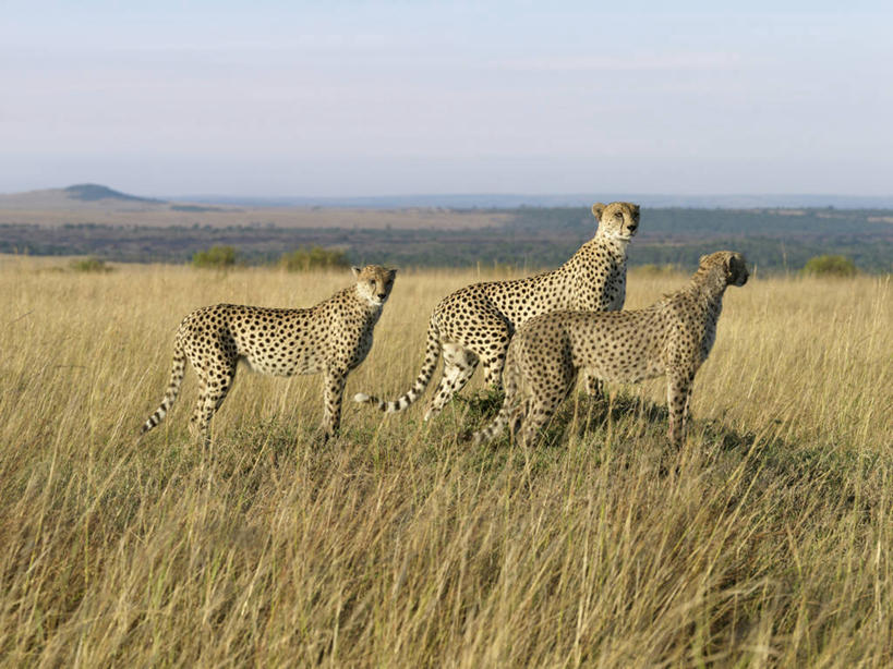 无人,横图,室外,野生动物,非洲,肯尼亚,捕食,地形,动物,摄影,野生动物保护区,猎豹,彩图,马赛马拉国家保护区,动物行为