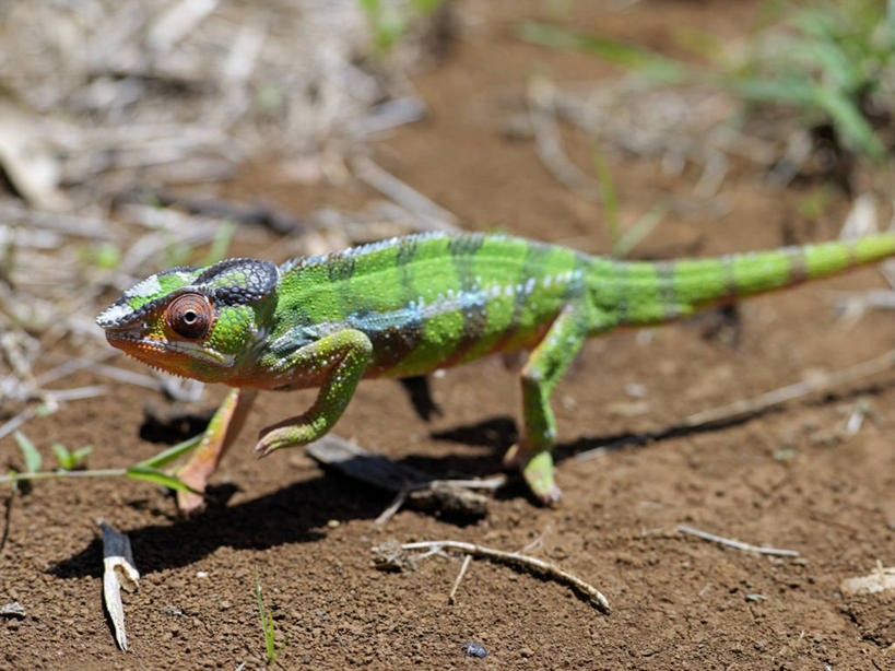 无人,横图,彩色,室外,森林,变色龙,野生动物,蜥蜴,非洲,马达加斯加,自然,动物,摄影,五颜六色,色彩斑斓,考古学,五彩缤纷,伪装,五彩斑斓,豹纹变色龙,五光十色,彩图,雨林
