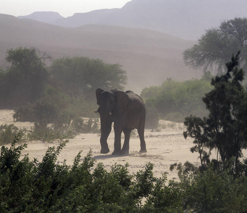 无人,横图,室外,沙漠,哺乳动物,野生动物,非洲,纳米比亚,地形,非洲象,河床,自然,动物,摄影,考古学,干的,象,彩图