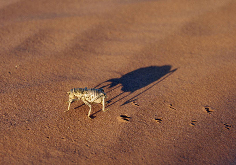 无人,横图,室外,沙漠,非洲,纳米比亚,脚印,阴影,昆虫,沙子,沙丘,摄影,纳米布沙漠,步行,彩图