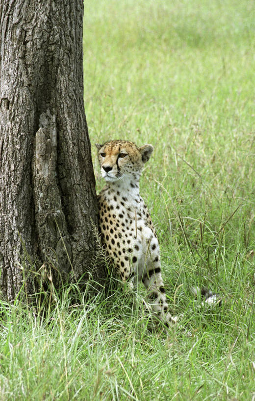 无人,竖图,哺乳动物,野生动物,非洲,肯尼亚,捕食,自然,动物,放松,摄影,观看,猫科动物,机敏,猎豹,彩图,马赛马拉国家保护区,好奇心