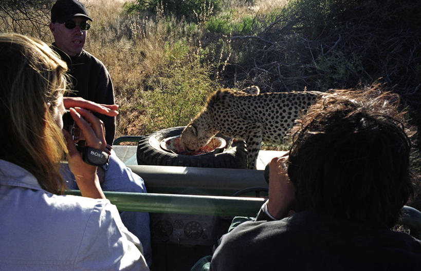 导游,横图,室外,旅游,度假,哺乳动物,野生动物,非洲,纳米比亚,行人,游客,游人,捕食,路人,旅客,动物,摄影,观看,猫科动物,自然保护区,过客,猎豹,彩图