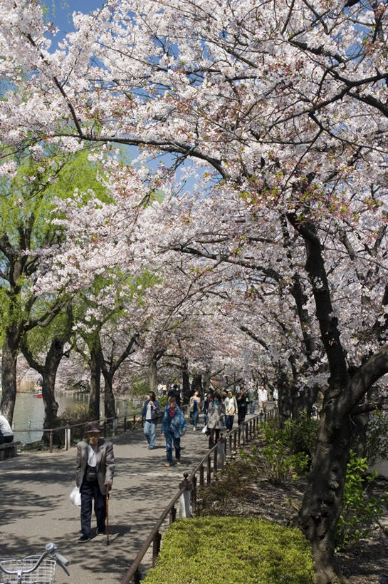 公园,竖图,室外,城市,樱花,东京,日本,亚洲,日本文化,首都,树,春天,摄影,彩图,樱之花