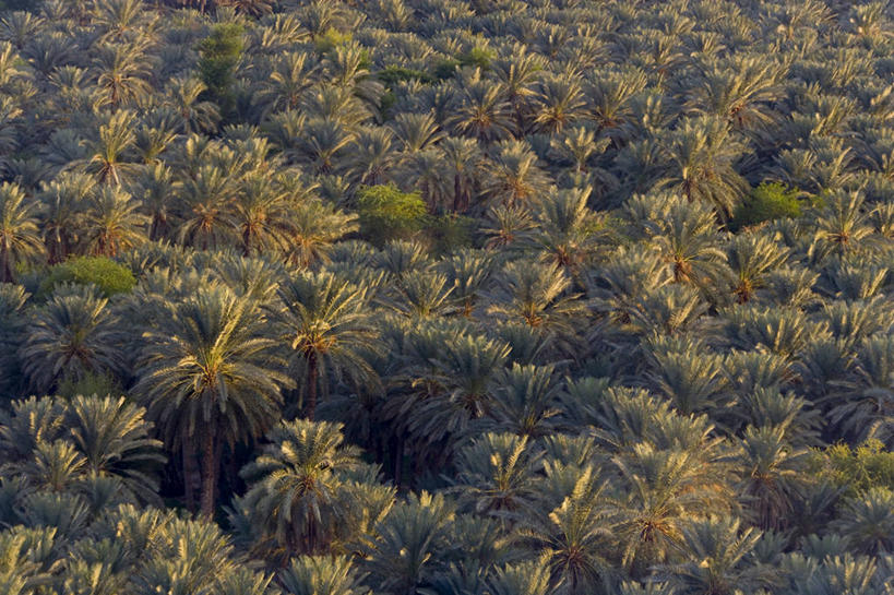 无人,横图,俯视,棕榈树,也门,摄影,中东,阿拉伯,彩图,高角度拍摄,阿拉伯半岛