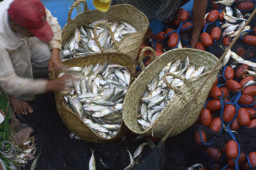 横图,俯视,也门,食品,市场,摄影,中东,阿拉伯,彩图,高角度拍摄,鱼市,阿拉伯半岛