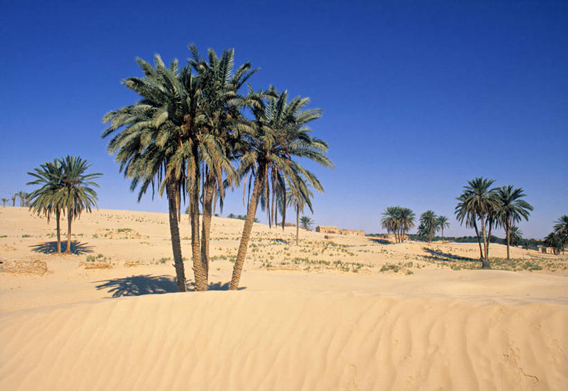 无人,横图,沙漠,棕榈树,突尼斯,摄影,绿洲,北非,撒哈拉沙漠,彩图,旅行