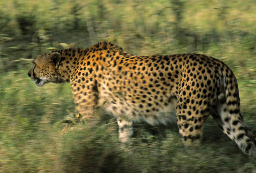 无人,横图,野生动物,非洲,肯尼亚,摄影,东非,猎豹,彩图,马赛马拉国家保护区
