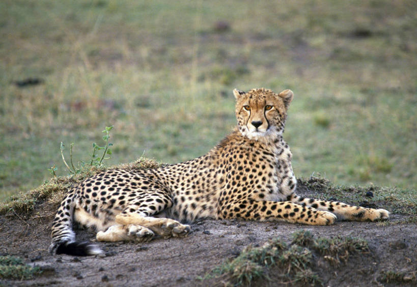 无人,横图,野生动物,非洲,肯尼亚,动物,摄影,猎豹,彩图,马赛马拉国家保护区