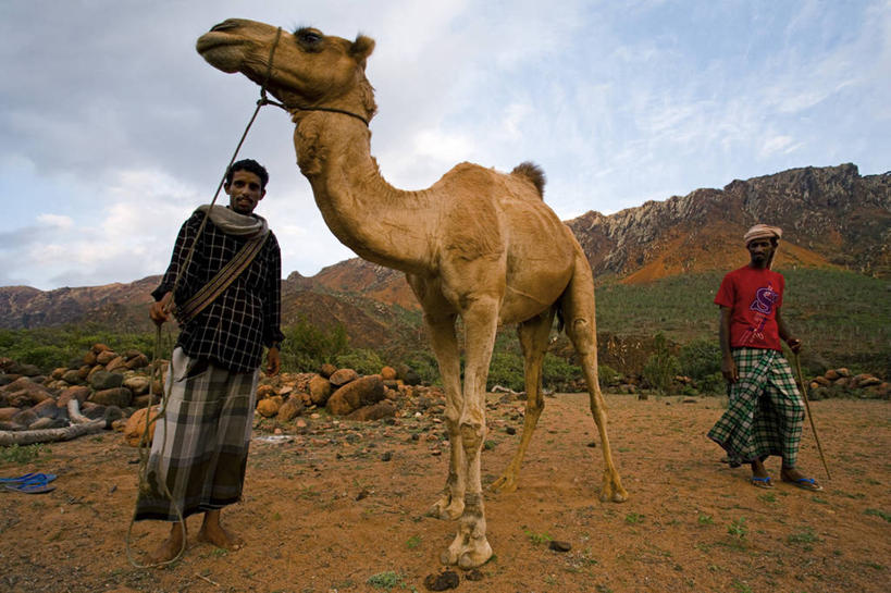 两个人,横图,也门,骆驼,摄影,中东,彩图,阿拉伯半岛,亚丁湾,阿拉伯海