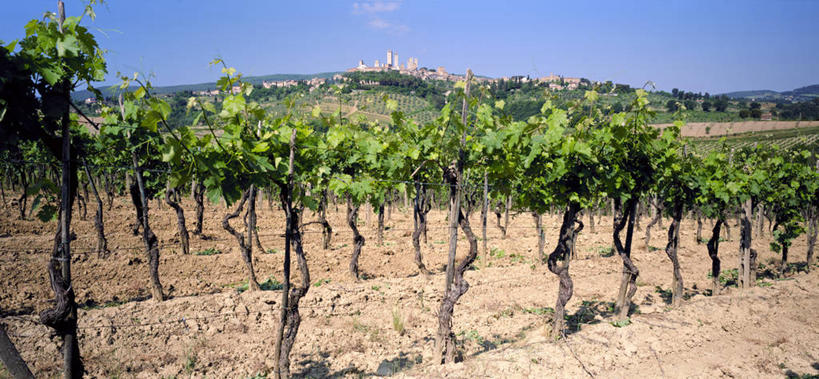 无人,横图,全景,室外,意大利,葡萄园,摄影,西欧,地中海文化,南欧,意大利文化,托斯卡纳区,圣吉米尼亚诺,彩图