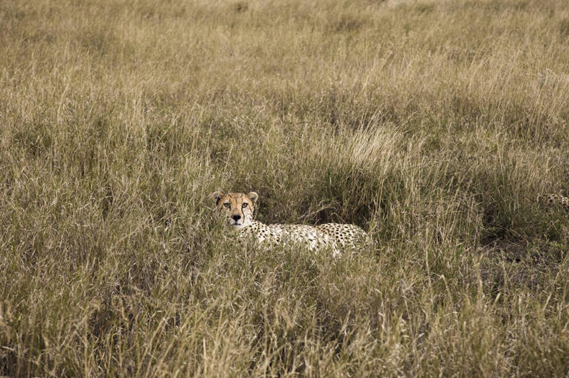 无人,横图,野生动物,非洲,肯尼亚,动物,摄影,东非,猎豹,彩图