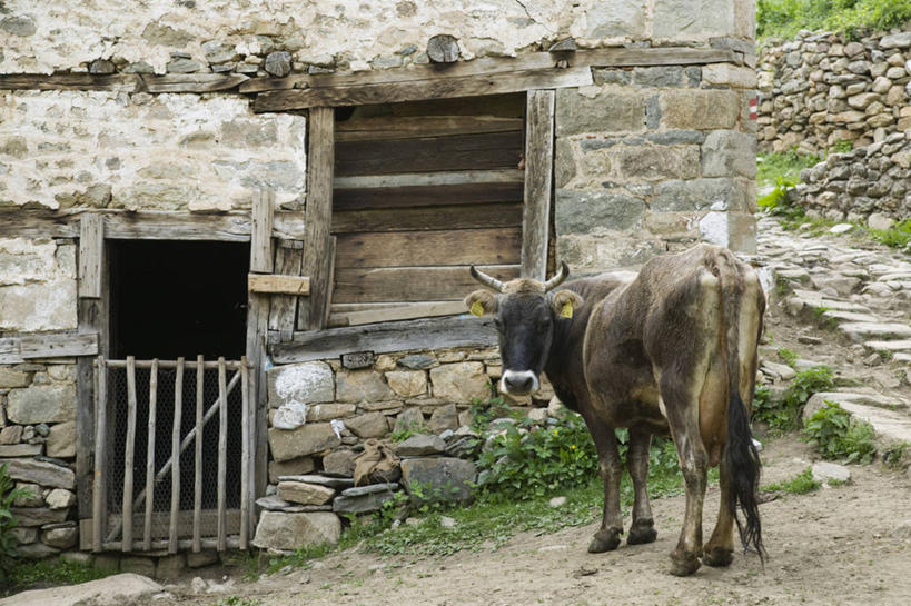 无人,横图,欧洲,摄影,巴尔干,母牛,彩图
