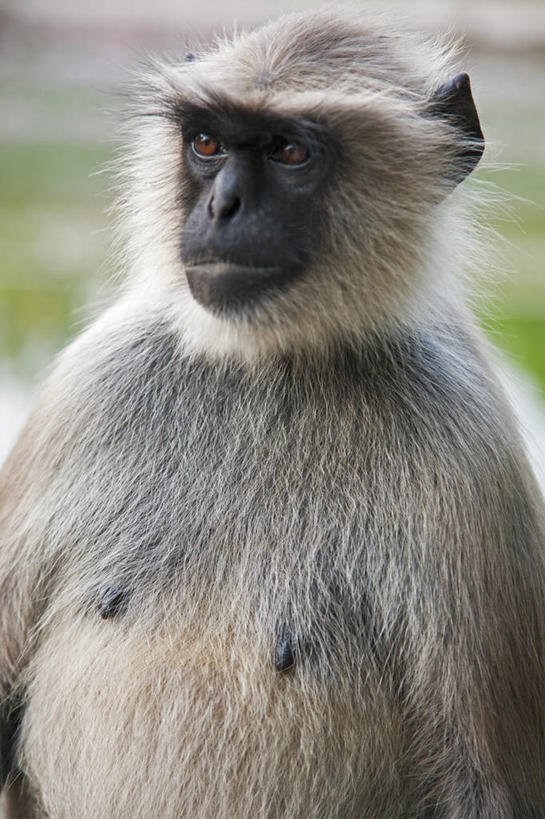 无人,竖图,室外,白天,猴子,孟加拉国,印度,亚洲,摄影,宗教,宗教建筑,叶猴,南亚,灵长目,印度文化,印度教,孟加拉人民共和国,加尔各答,印度次大陆,彩图