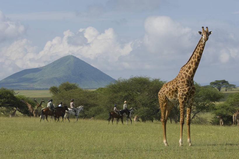 儿童,家庭,横图,旅游,度假,马,野生动物,非洲,肯尼亚,行人,游客,游人,娱乐,路人,旅客,动物,享受,休闲,放松,摄影,生态,过客,马赛长颈鹿,冒险,彩图,旅行