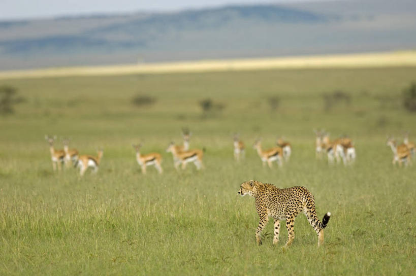 横图,哺乳动物,野生动物,非洲,肯尼亚,捕食,动物,摄影,考古学,猎豹,彩图,旅行,马赛马拉国家保护区