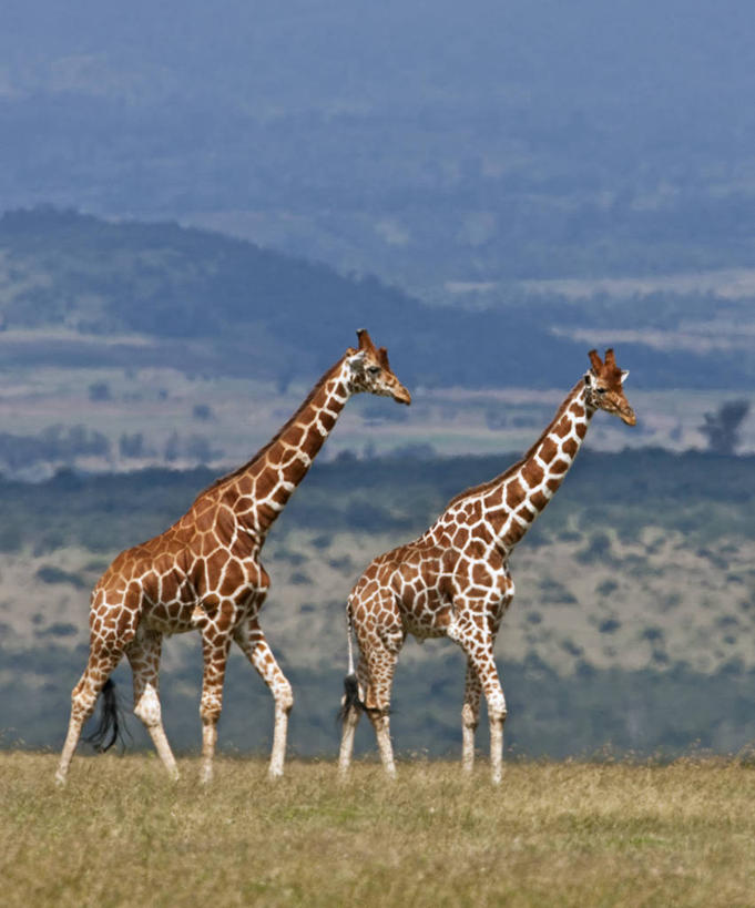 竖图,哺乳动物,长颈鹿,野生动物,肯尼亚,动物,摄影,活泼,索马里亚长颈鹿,网纹长颈鹿,彩图,中央省