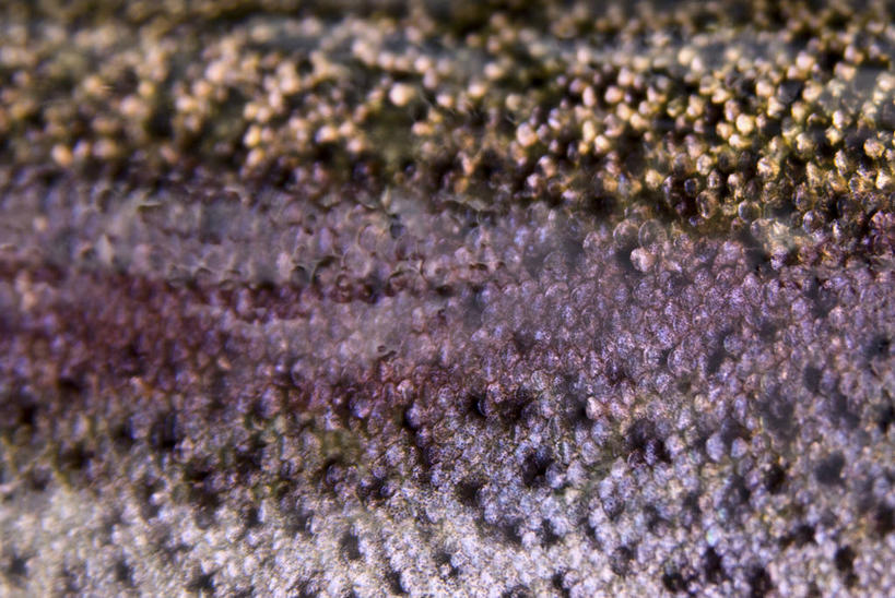 无人,横图,俯视,室外,特写,白天,留白,背景,鳟鱼,美国,纹路,纹理,鱼类,动物,摄影,虹鳟鱼,北美,北美洲,美洲,肌理,新罕布什尔州,北亚美利加洲,亚美利加洲,新罕布什尔,新罕布夏州,花岗岩州,花冈岩之州,滑雪之州,新英格兰,纽英仑,彩图,高角度拍摄,全画面,全框架,全帧,美利坚合众国,全画幅,对焦