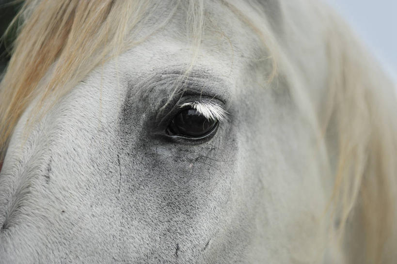 无人,横图,室外,特写,白天,马,美国,动物,摄影,北美,北美洲,美洲,佛罗里达,佛罗里达州,佛州,阳光州,北亚美利加洲,亚美利加洲,美洲蒲葵,彩图,美利坚合众国,对焦