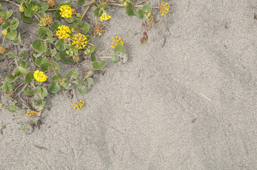 无人,横图,俯视,室外,美景,美国,沙子,景观,野花,花,自然,景色,摄影,脆弱,清新,自然风光,华盛顿州,汤森德港,海滩,彩图,高角度拍摄