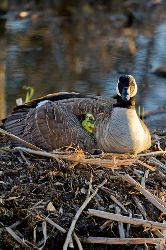 无人,竖图,室外,白天,湖,鹅,野生动物,加拿大,反射,鸟类,动物,两只,摄影,保护,沼泽,加拿大黑雁,彩图