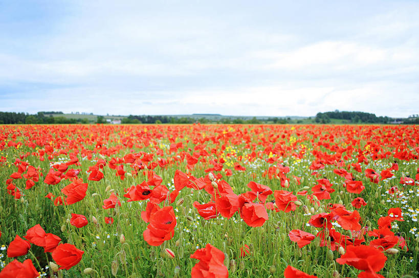 无人,横图,室外,白天,农业,美景,英国,景观,田地,云,花,红色,风景,天空,自然,景色,摄影,宁静,清新,自然风光,北约克郡,彩图,莫尔顿