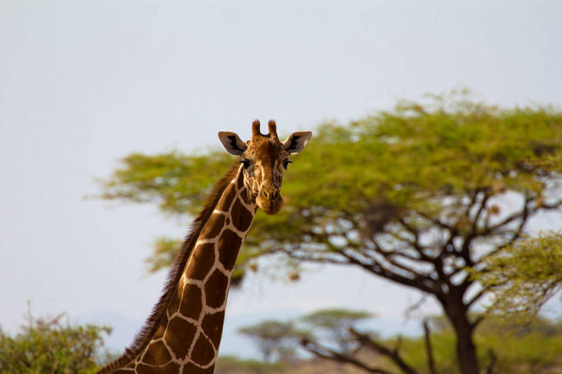 无人,横图,室外,白天,长颈鹿,野生动物,肯尼亚,树,摄影,蒙巴萨岛,颈,彩图