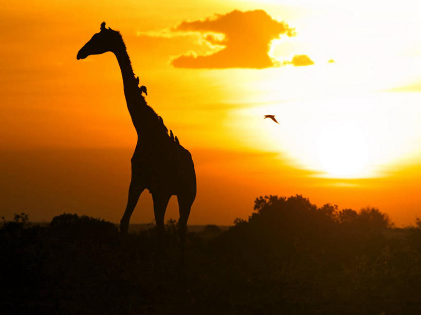 无人,站,横图,日落,长颈鹿,野生动物,肯尼亚,鸟类,自然,动物,摄影,剪影,彩图