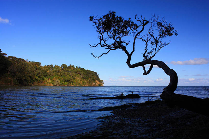 无人,横图,室外,白天,海洋,美景,植物,新西兰,景观,云,树,树木,绿色,风景,自然,景色,摄影,生长,成长,宁静,自然风光,香桃木,仲尼,海滩,彩图,岗菍,棯子,稔子树,山菍,山棯,桃金娘,桃娘