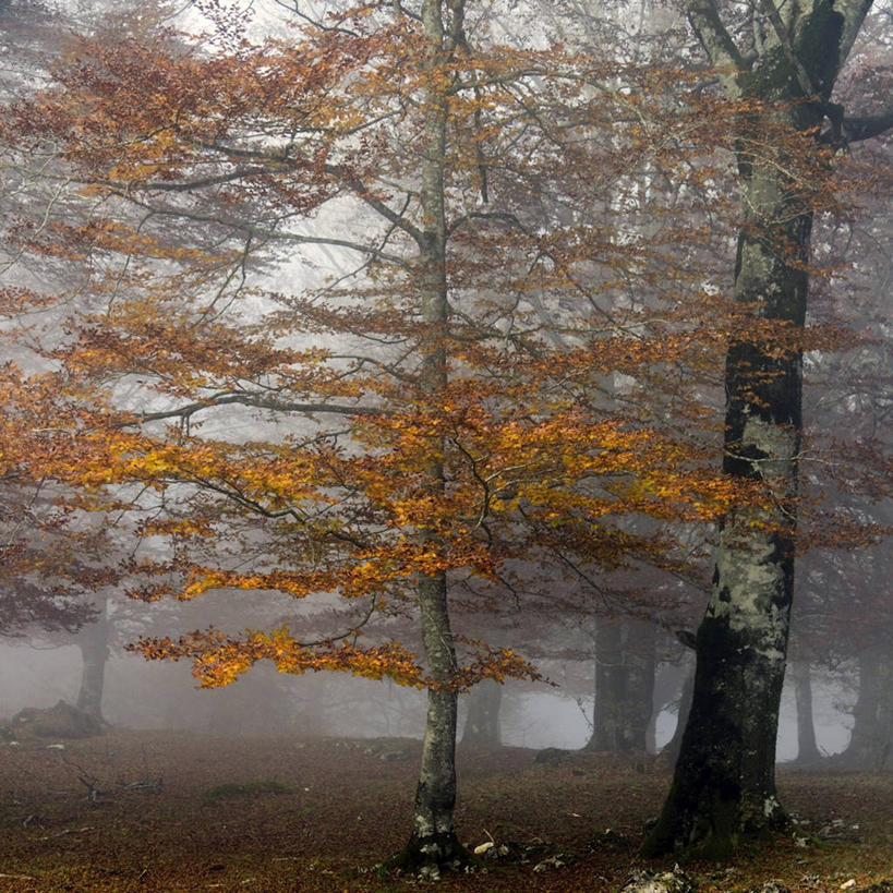 无人,方图,室外,白天,森林,山,雾,西班牙,天气,树,自然,摄影,改变,秋天,彩图