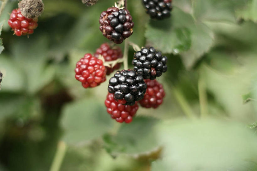 无人,横图,室外,白天,浆果,水果,叶子,英国,首都,饮食,自然,摄影,生长,清新,健康食物,黑刺莓,秋天,彩图