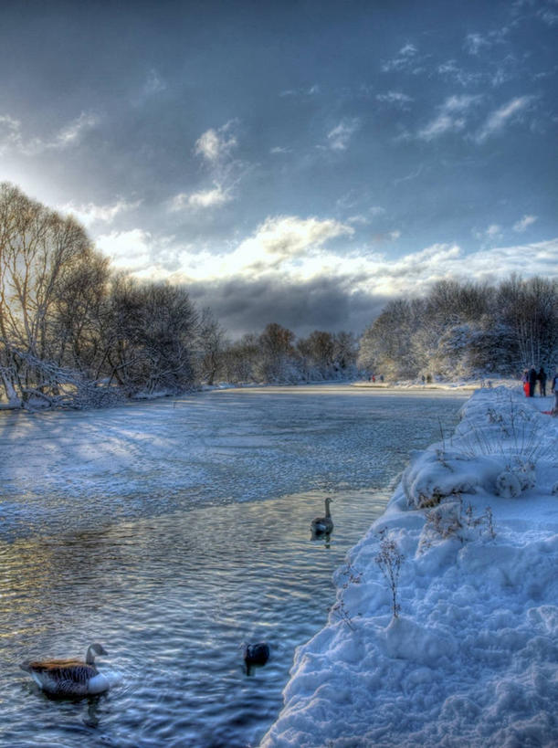 竖图,室外,雪,鹅,野生动物,英国,三只,反射,鸟类,池塘,云,冬天,树,天空,自然,黄昏,寒冷,摄影,彩图